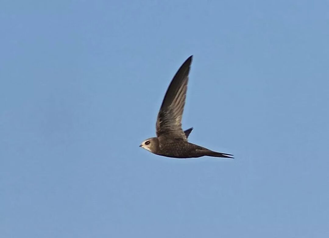 燕子的尾巴像什么可以当什么 燕子的尾巴在风水有什么作用