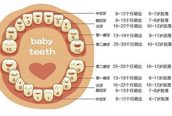 儿童换牙顺序图2(小孩换牙注意事项)
