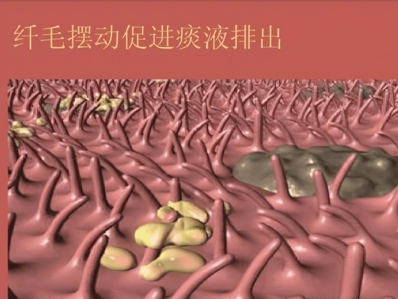 气管发炎咳嗽的治疗(支气管肺炎如何根治咳嗽)
