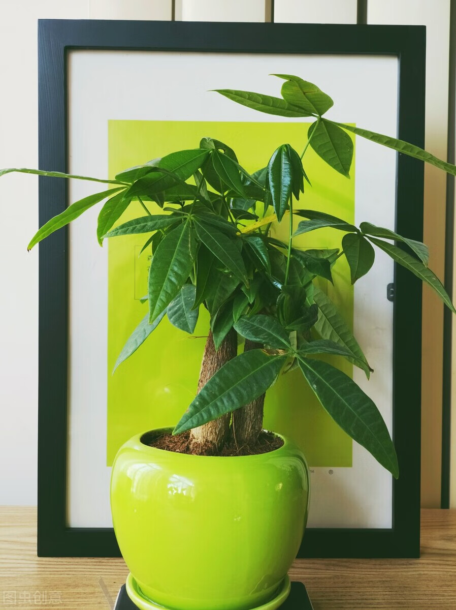 什么样子的发财树风水好风水十大吉祥之树