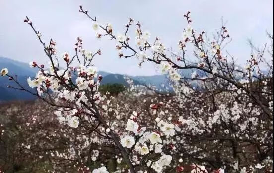 绍兴梅大姐姐(绍兴梅和家园)