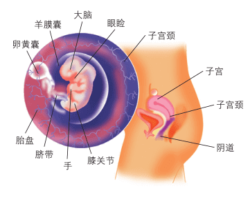 怀孕2个月胎儿图片(怀孕6周胎儿真实图片 有多大)