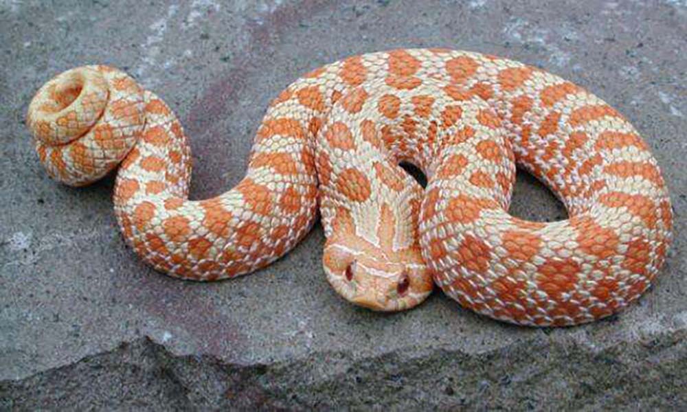 蛇和野鸡打架风水(有蛇的地方风水好不好吗)