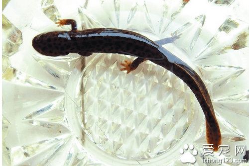 娃娃鱼吃什么的东西(人工饲养娃娃鱼吃什么东西)