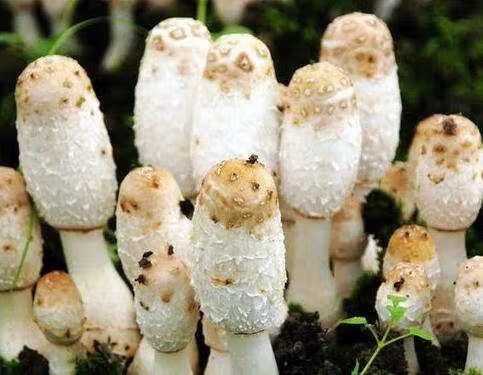 鸡腿菇图片(鸡腿蘑菇)