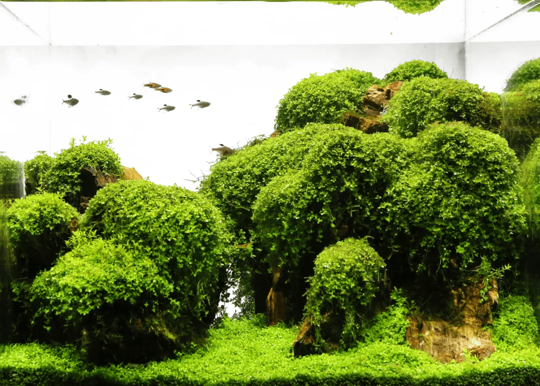 迷你矮珍珠造景(矮珍珠和迷你矮珍珠的区别)