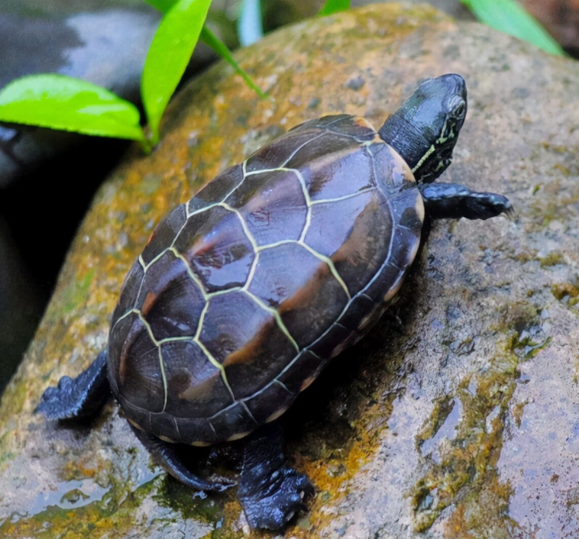 出水龟风水(下山龟地风水)