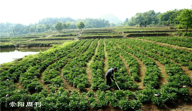 铜钟在风水的作用(风水铜钟放哪里)