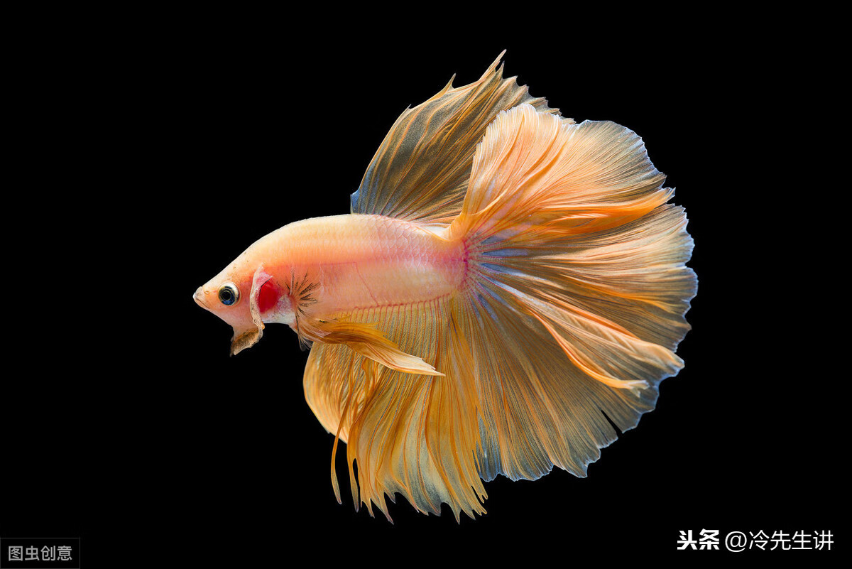 风水鱼长什么样子(风水鱼是什么意思)