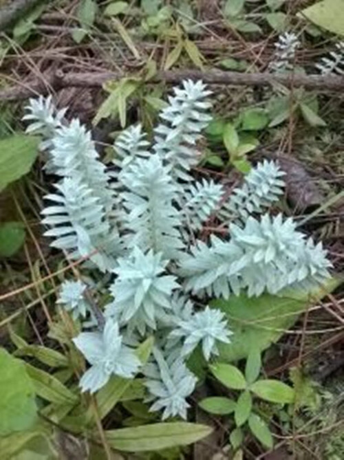 鹿茸草别名(鹿鞭草)