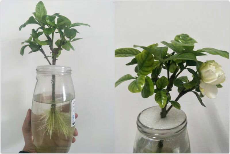 可以在水里养的花(水里面什么最好养)
