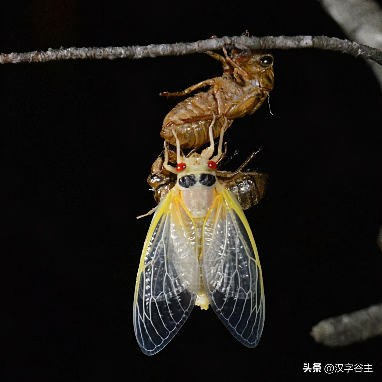 蟬的意思和解釋(蟬是什麼意思)