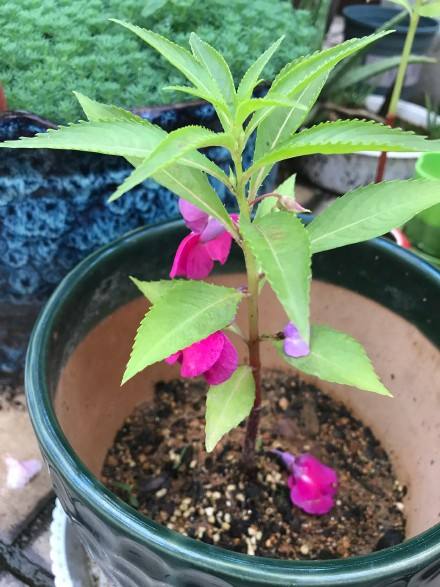 凤仙花怎样种植