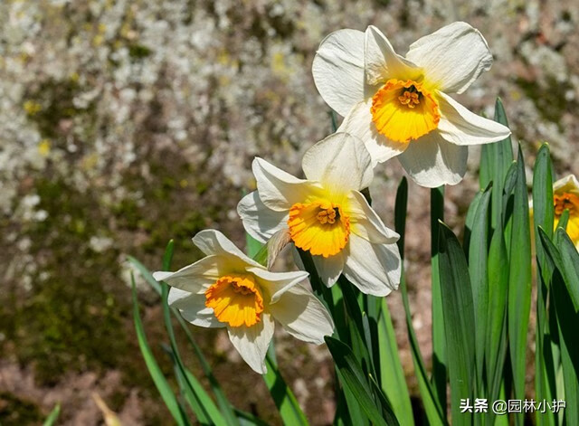 水仙花有毒吗?可以在室内养吗(水仙花在室内养对人体有害吗)