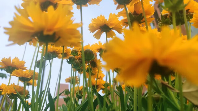 黄花菜的药用价值是什么(黄花菜的营养价值和药用价值)