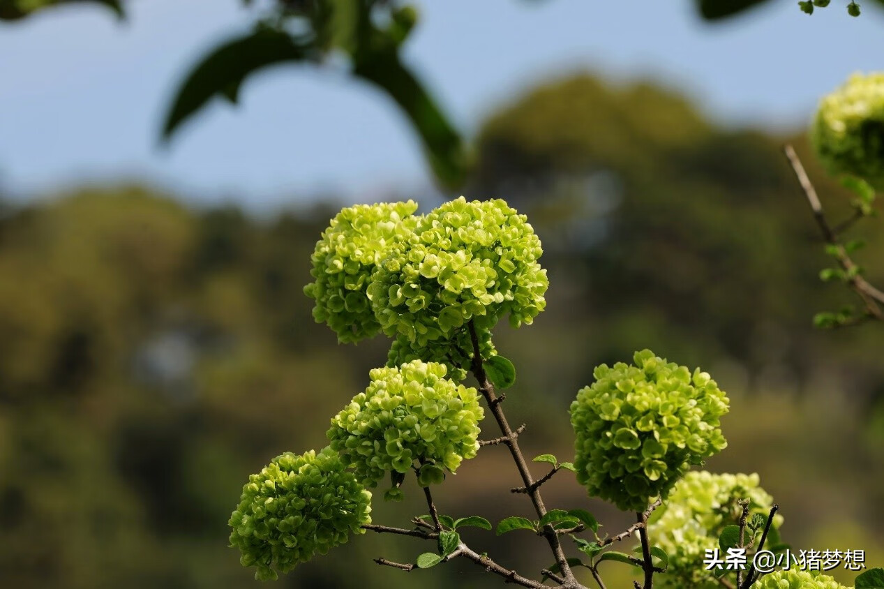 绣球花有毒吗?(绣球花的毒性大不大)