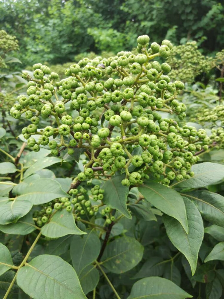 中药古今研究：吴茱萸