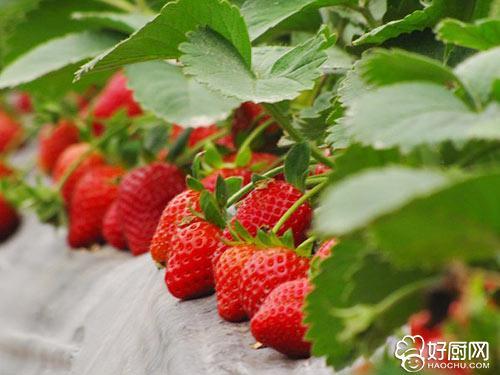 草莓的营养价值有哪些(草莓的营养成分)