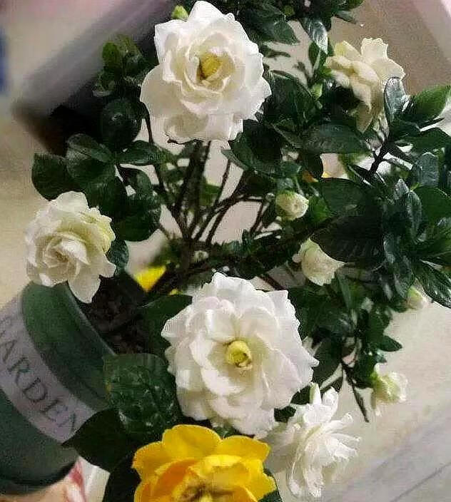 过期牛奶可以浇花么(没喝完的牛奶可以浇什么花)