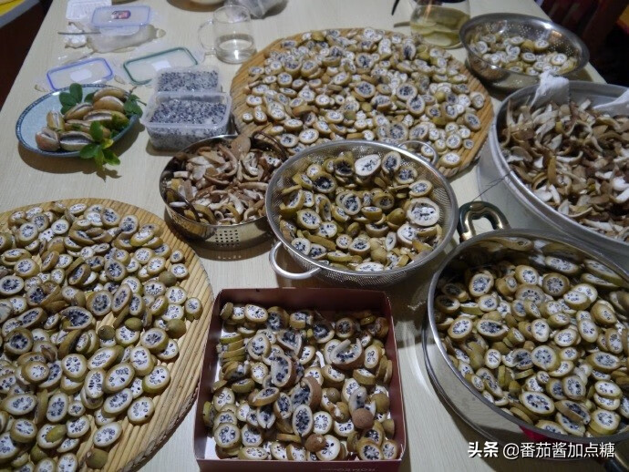 通草果(通草图片)