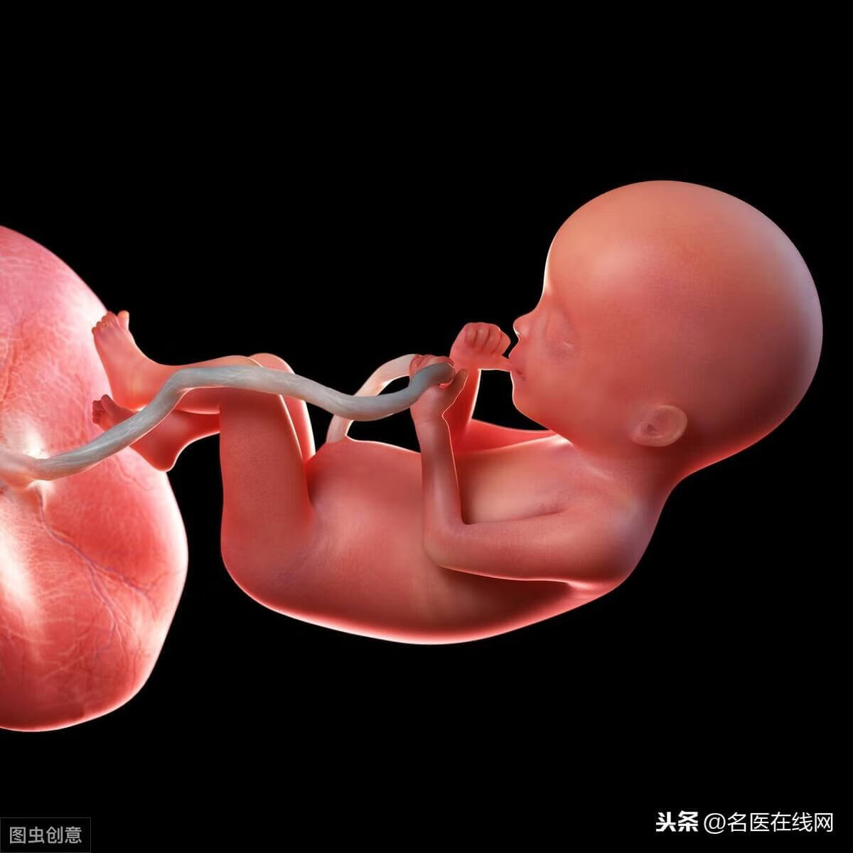 吃胎盘会感染朊病毒吗(一顿吃一个胎盘可不可以)