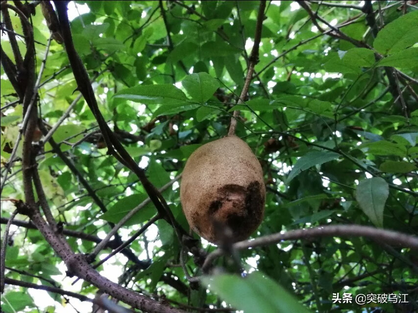 八月瓜几月开花(六月瓜)