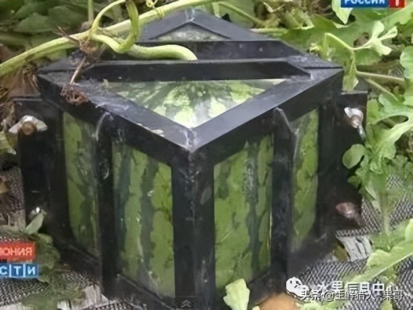 果(果蓏)