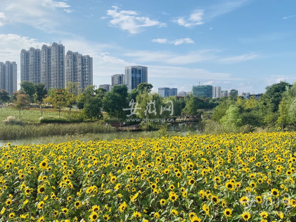 蜀山区哪里最热闹(最旺风水植物)