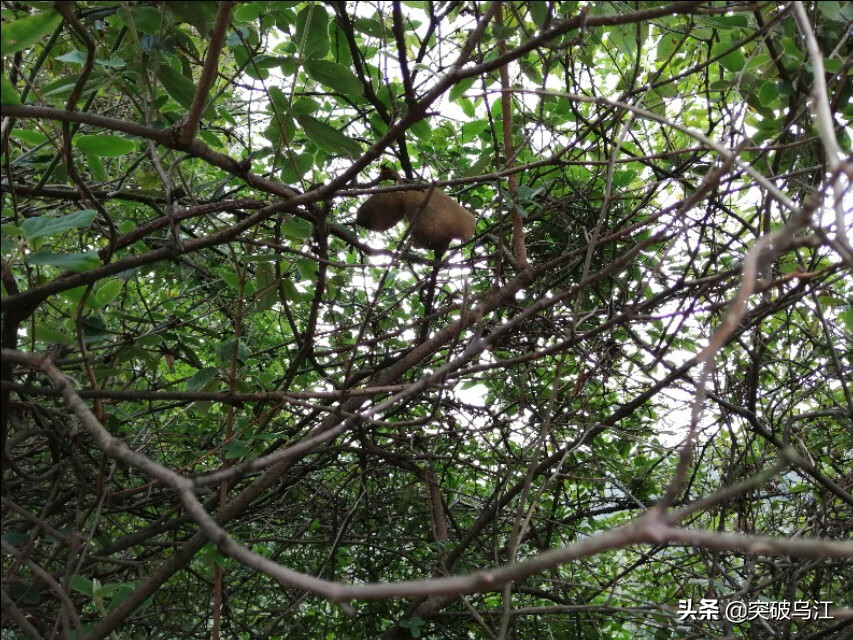 八月瓜几月开花(六月瓜)