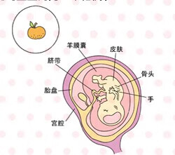 怀孕三个月半月胎儿图(怀孕三个半月胎儿图片)