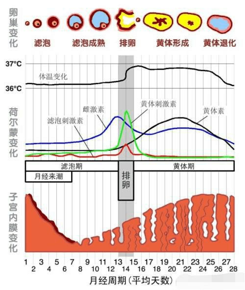 怎样知道卵子已经排出图片