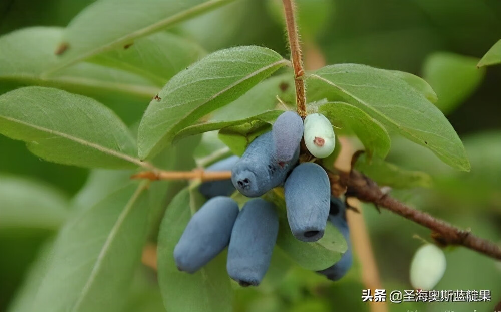 蓝靛果种植环境与条件(蓝靛果分为几个品种)