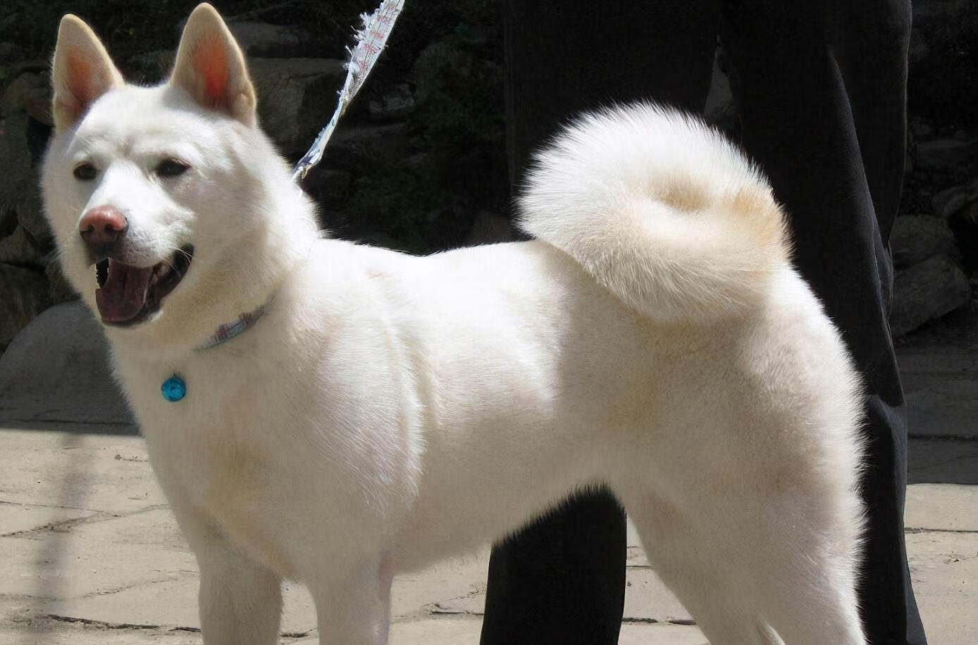 白毛黄耳朵狗品种图片