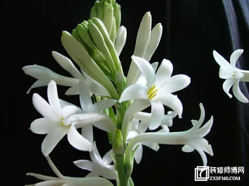 夜来香有毒吗(夜来香有毒吗?什么毒)