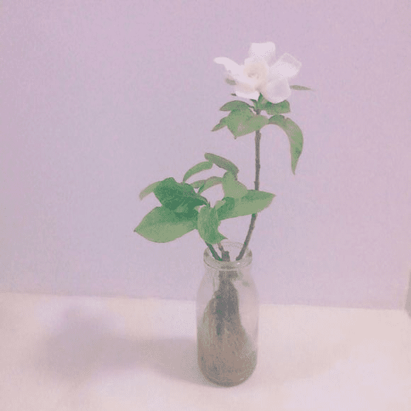 可以在水里养的花(水里面什么最好养)