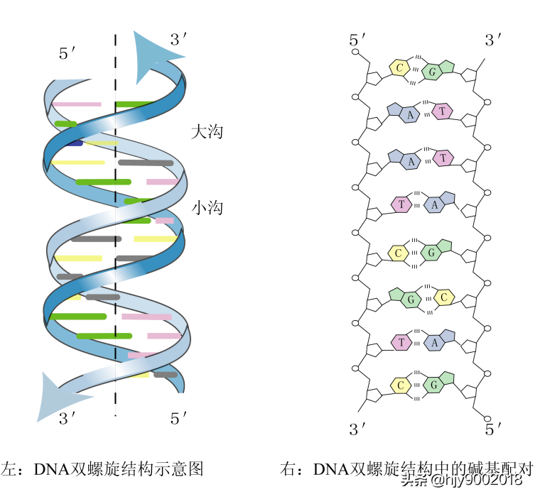 其主要形式是超螺旋(super helix或super coiled dna),主要是在原核