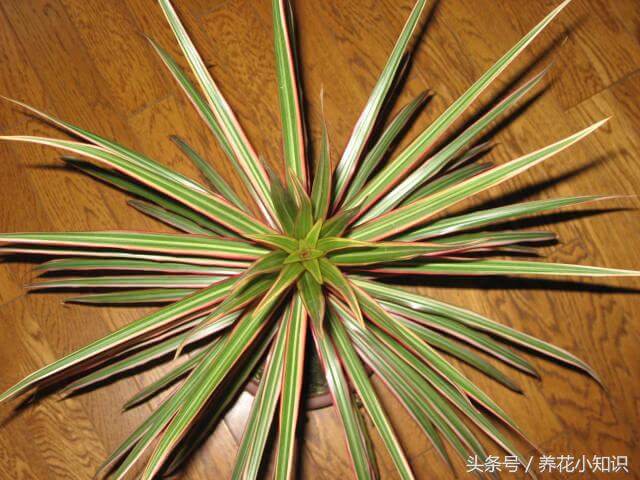 防辐射的花有哪些(电脑桌上适合养什么花)