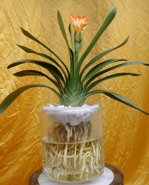 可以在水里养的花(水里面什么最好养)