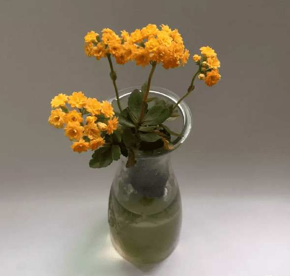 可以在水里养的花(水里面什么最好养)