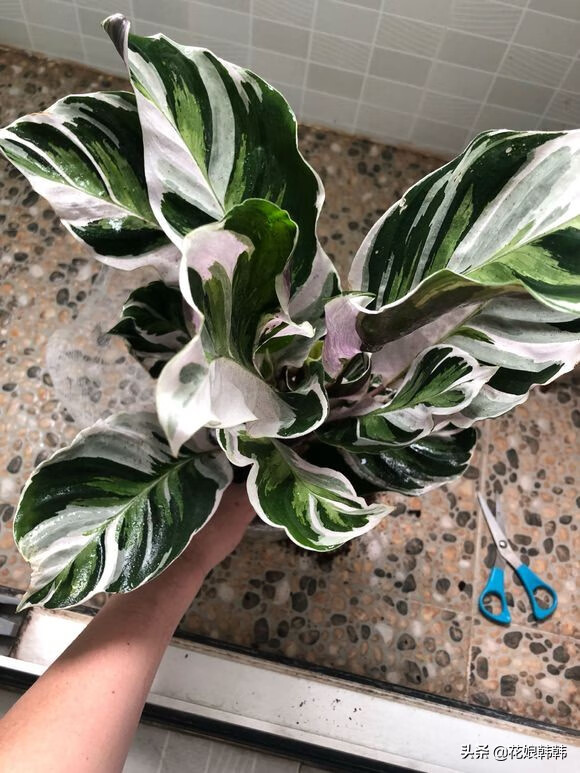 披针叶竹芋的寓意(披针叶竹芋叶子枯黄)