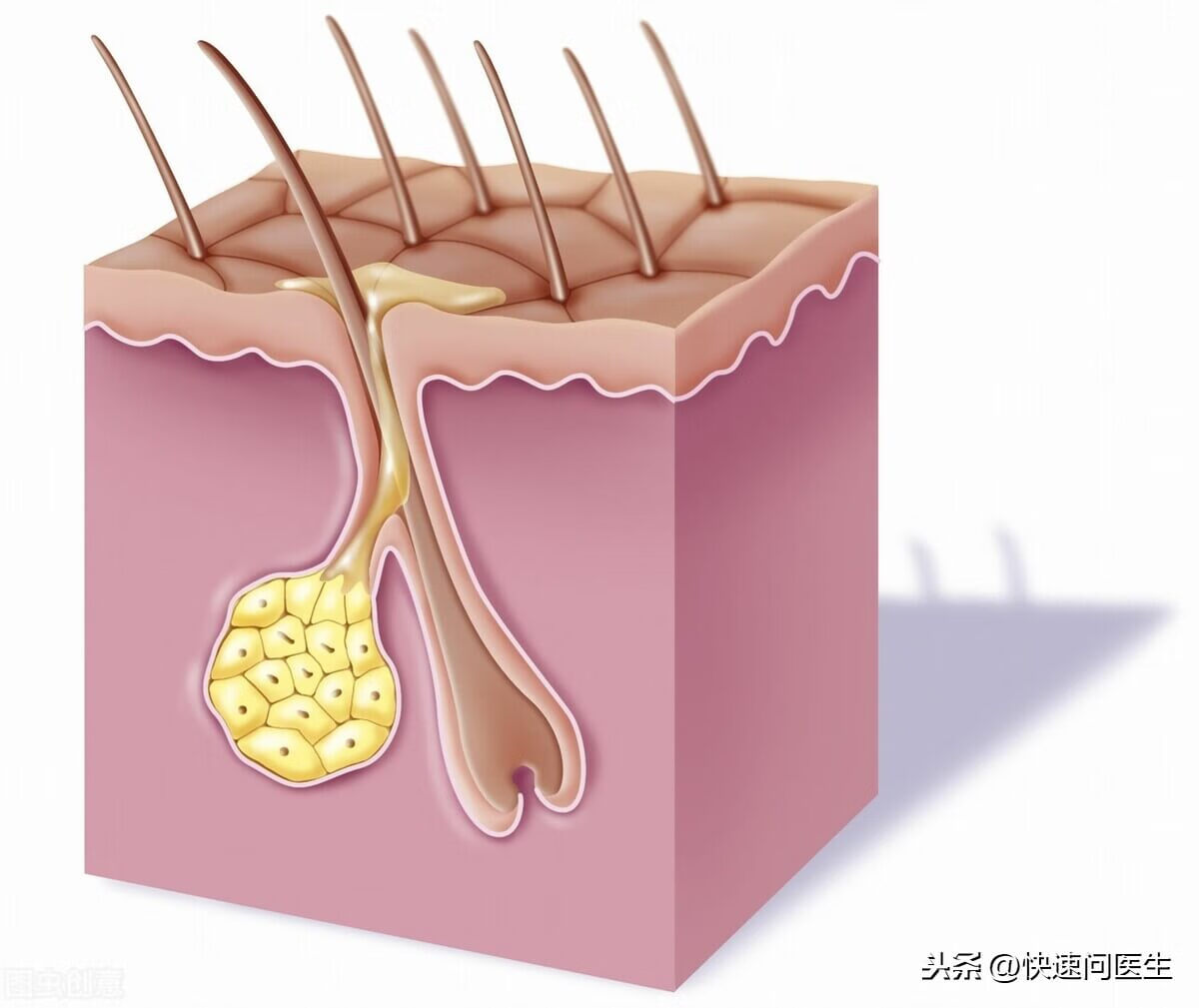 手臂上有小红点点(胳膊上有红色的小点点)