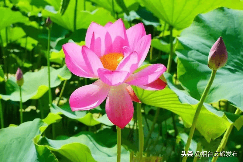 荷花什么时候开放时间几点