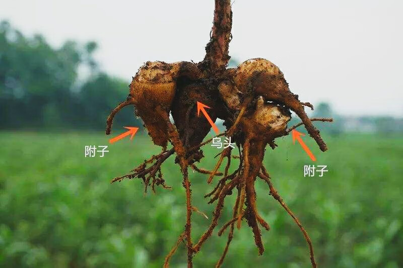 当归粉好还是当归片好(当归粉的美容功效与作用)