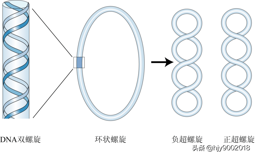 为了说明超螺旋的形成,我们将dna双螺旋中一条链沿右手方向缠绕另一条
