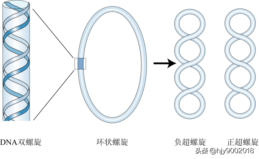 负超螺旋示意图图片