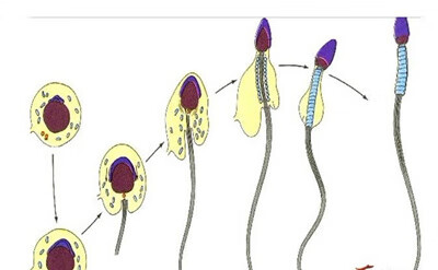 精子不液化严重吗(精子不液化正常吗)