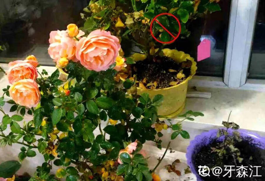 养花里面加什么花长得茂盛 室内怎样养花长得茂盛