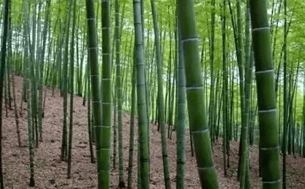 风水挡煞用什么竹子好(竹子太高可以剪了风水影响吗)