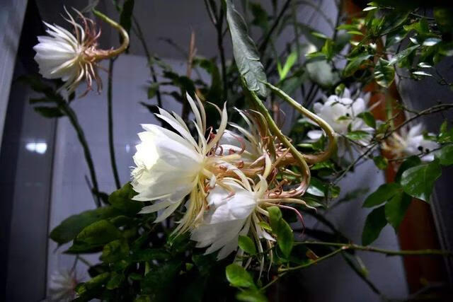 虞美人风水寓意(家里种虞美人风水)