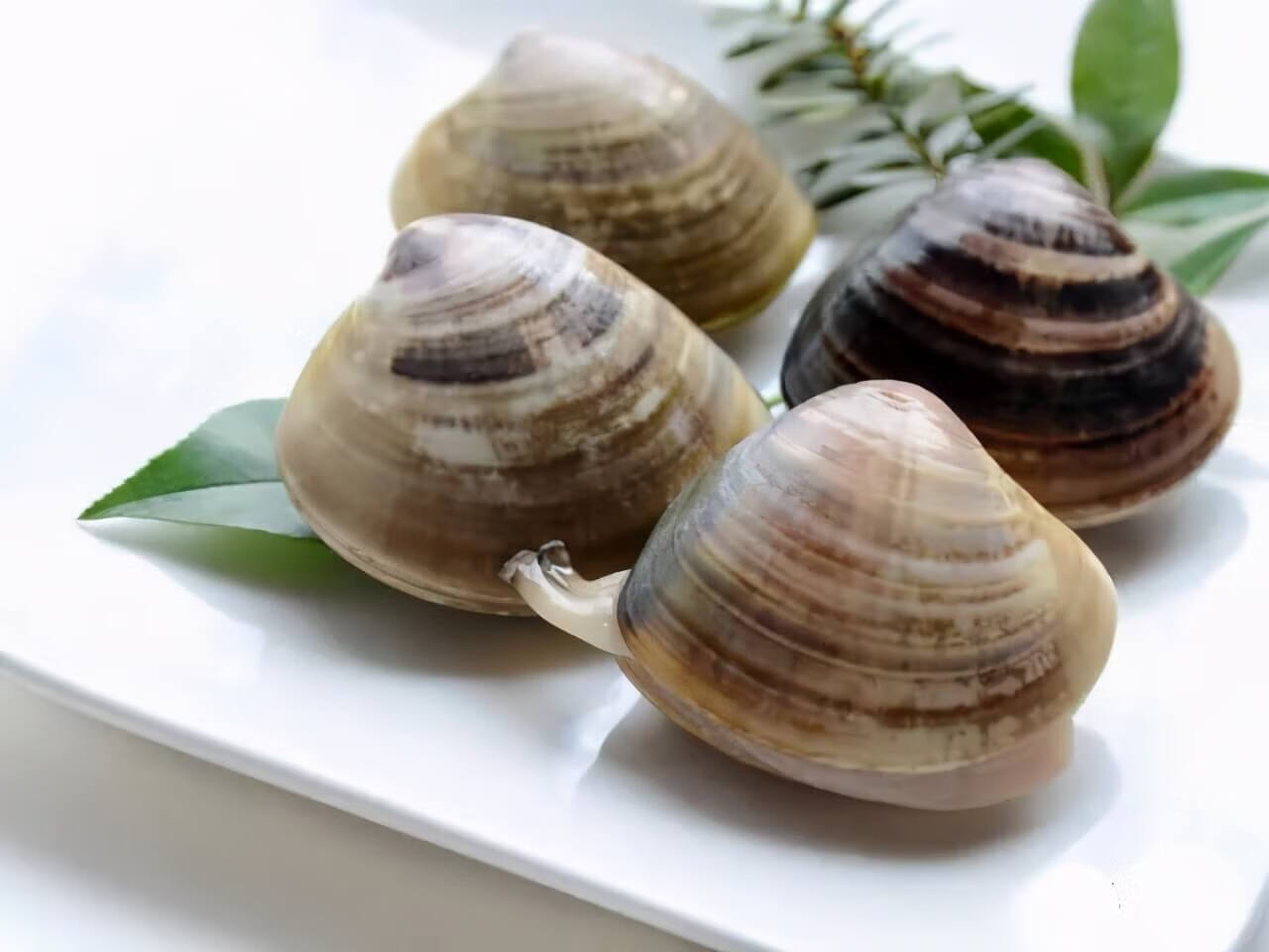 青蛤(学名:cyclina sinensis)又叫环文蛤,壳基本是圆型的,靠近边缘的